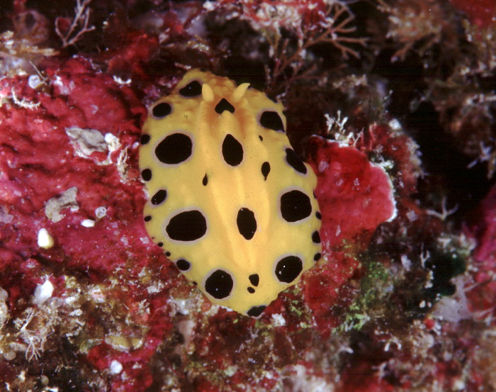 Phyllidia polkadotsa